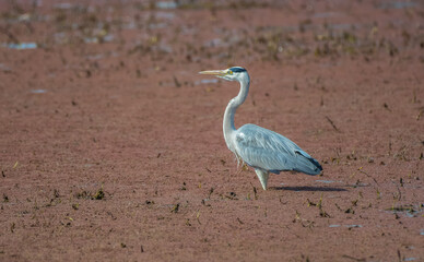 Grey heron or common heron in Bharatpur bird sanctuary Rajasthan