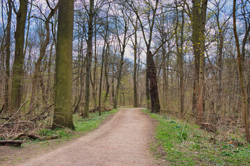 Fototapeta na wymiar Baum und Weg im Park Rosental Frühling, Leipzig Sachsen