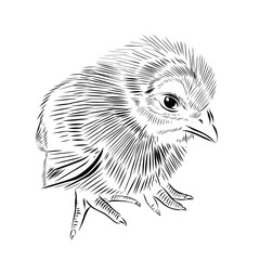 Little chicken - hand drawn ink sketch. Chicken vector illustration isolated on white background.