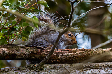 Squirrel at Portmore Lough, County Antrim, Northern Ireland