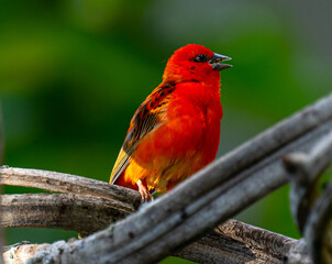 Red fody (Foudia madagascariensis) perched on a branch