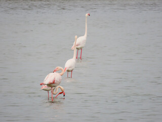 Flamands roses proche de Palavas les flots, Occitanie