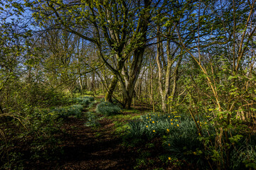 Rams Island, Lough Neaghs largest Island, freshwater lake, County Antrim, Northern Ireland