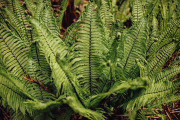 green bracken Fern fronds