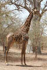 Kordofan giraffe (giraffa camelopardalis antiquorum) in Bandia reserve, Senegal, Africa. African animal. Safari in Africa. Giraffes in Bandia reserve, Senegal, Africa. African nature, landscape