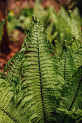 green ostrich Fern fronds
