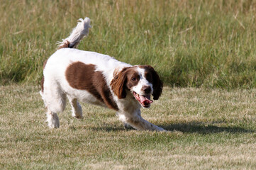 Springer Spaniel enjoying a run