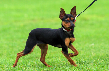 Smooth coated Russian Toy Terrier, the Russkiy Toy