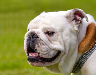 Obraz premium english bulldog with large nose rope and showing teeth