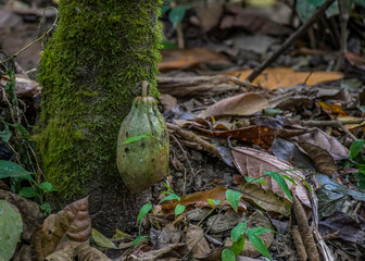 Cocoa fruit hanging from cacao plant or chocolate plant in Kerala