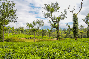 Lush green tea plantation landscape in Munnar Kerala