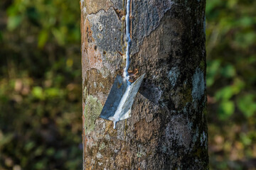 Rubber elastic latex extracted from Rubber tree Kerala