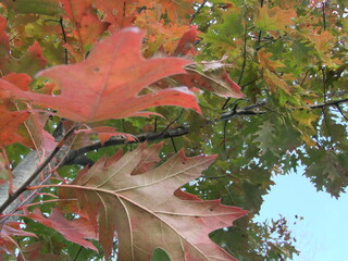 Changing Leaves