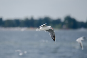 Fliegende Lachmöwe über Wasser mit Horizont und Küstenlinie im Hintergrund