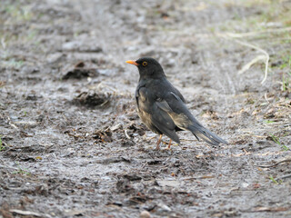 Eine schwarze männliche Amsel mit orangenem Schnabel (Schwarzdrossel, Turdus merula) sitzt auf...