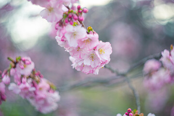 Flowers cherry tree in springtime. Nature background with Sakura. Grainy texture and noise on all image surface.The artistic intend and the filters. Film style old lens. Airy atmosphere.
