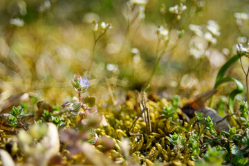 grass with dew drops