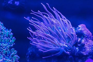 Coral reef in the marine aquarium. Coral Euphyllia Torch LPS - Euphylliidae Glabrenscens.