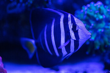 Zebrasoma veliferum (sailfish shank). Sea fish close up