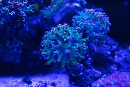 Coral reef in the marine aquarium. Coral Euphyllia Torch LPS - Euphylliidae Glabrenscens