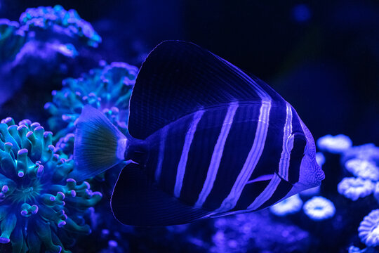 Zebrasoma veliferum (sailfish shank). Sea fish close up
