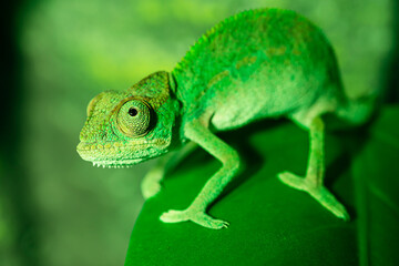 Green panther chameleon close-up. Chameleon sits on a green leaf.