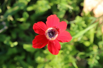 red poppy flower