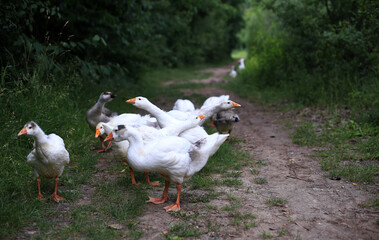 geese on a forest path stroll near the lake
