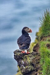 Puffin on the west fjord of iceland
