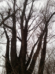 Leafless multi-stemmed white willow (Salix alba) against a cloudy winter sky. The photo.