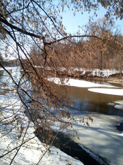 The branches of Acer negundo with lionfish against the background of a river with forested banks opened from the ice. Sunny spring day, vertical photography.