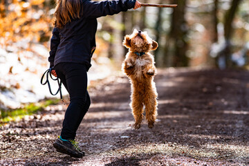 Hundetrainer mit Hund - Goldendoodle