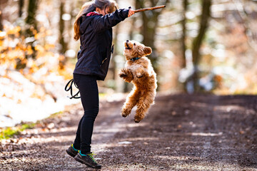 Hundetrainer mit Hund - Goldendoodle