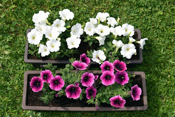 Seedlings of surfinia - overhanging petunias of white and purple colors transplanted into a larger...