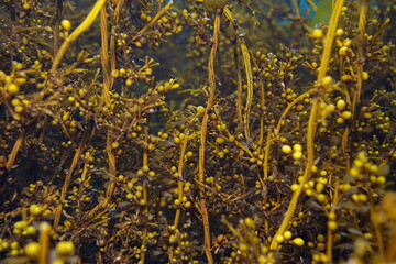 Brown alga Japanese wireweed, Sargassum muticum close-up, underwater in the ocean, Eastern...