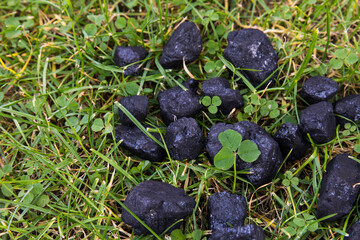 Obraz na płótnie Canvas Coal nuggets with green clover.