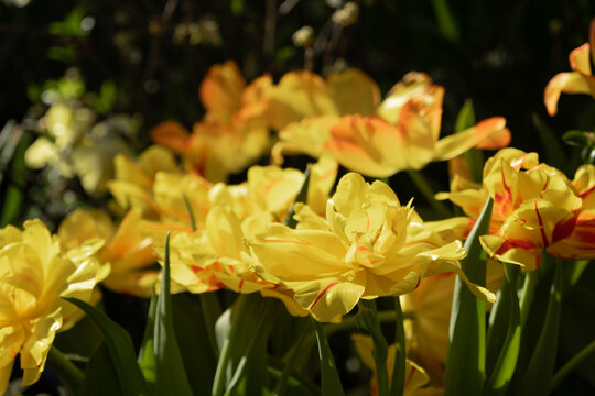 Yellow peony tulips in the sun. Close-up. Bright spring picture. Background, texture