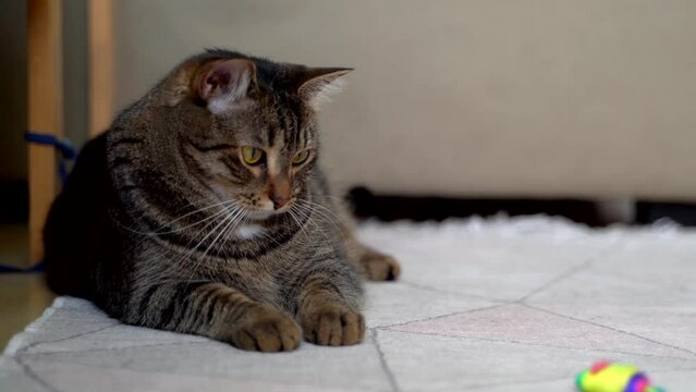the cat is lying on the carpet and play with toy mouse. Surprised cat