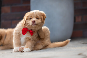 NOVA SCOTIA DUCK TOLLING RETRIEVER photo session