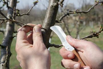 The farmer in the orchard grafting fruit tree. 