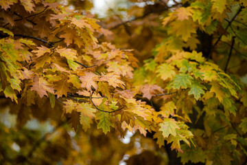 yellow-green autumn leaves on branches and trees are very beautiful in different sizes and shades of flowers