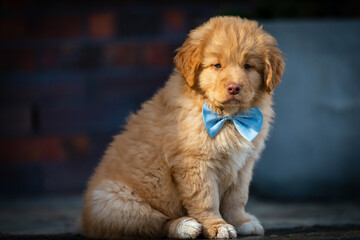 NOVA SCOTIA DUCK TOLLING RETRIEVER photo session