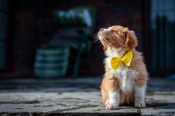 NOVA SCOTIA DUCK TOLLING RETRIEVER photo session