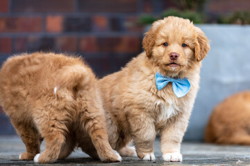 NOVA SCOTIA DUCK TOLLING RETRIEVER photo session