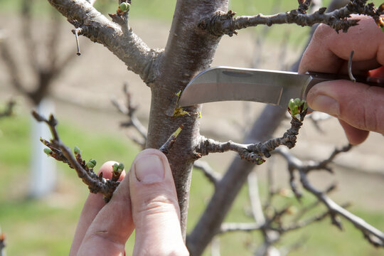 The farmer in the orchard grafting fruit tree. 