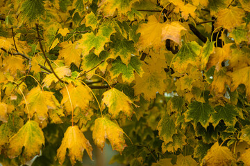 yellow-green autumn leaves on branches and trees are very beautiful in different sizes and shades of flowers