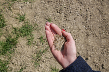 Grass seed in hand.
Planting grass. Process of sowing and growing a lawn. Serie of photos.