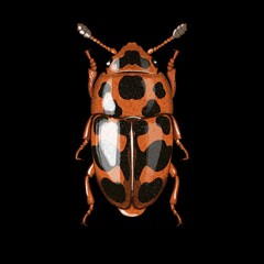 Glyschrochilus Panterinus