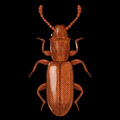 Sulvanus Bidentatus