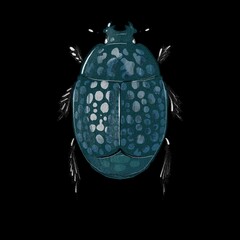Fototapeta premium Margarinotus Scaber